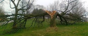 Attēlu rezultāti vaicājumam “broken tree”