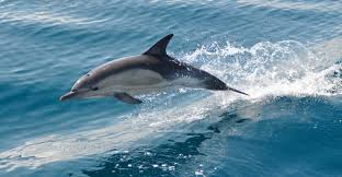 Image result for dolphin