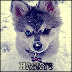 Haskys`