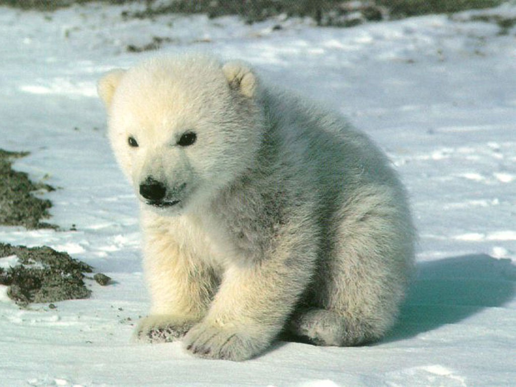 PolarBear