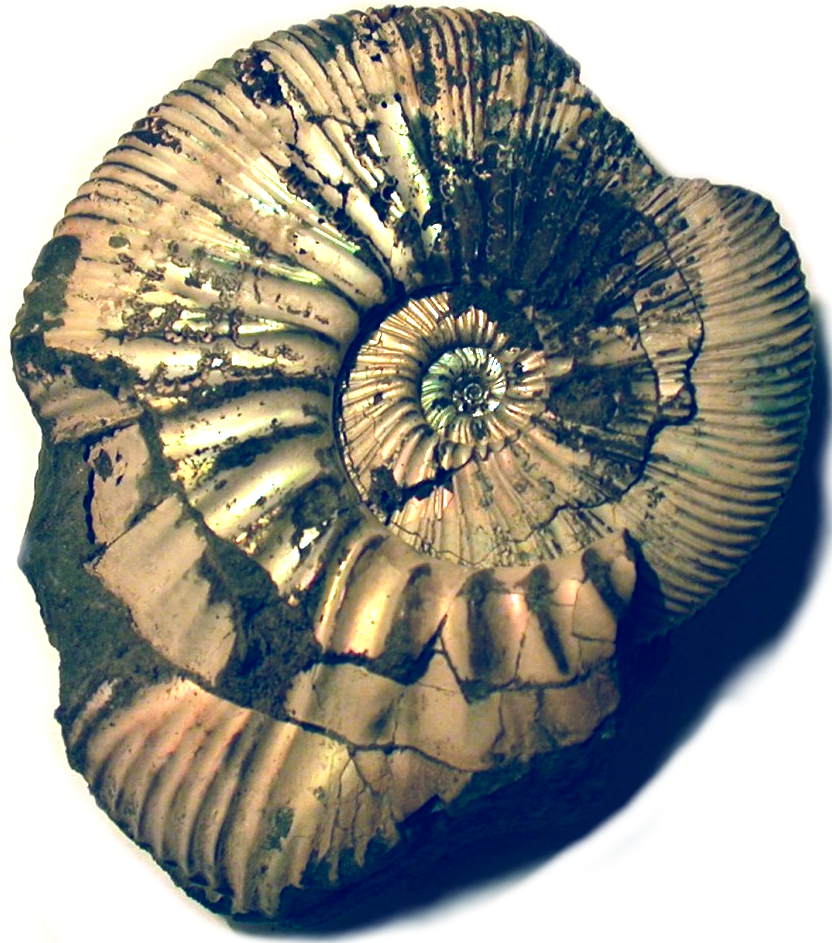 Fosilija avatar