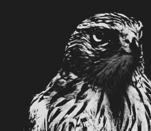 Falcon avatar