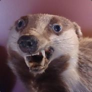 meister90 avatar