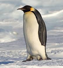 AttÄlu rezultÄti vaicÄjumam âImperatoru pingvÄ«nsâ