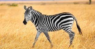 10 Incredible Zebra Facts - AZ Animals