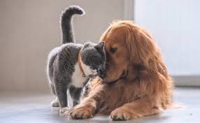 Image result for dog and cat