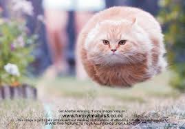 funny flying cat | These funny cats pictures are really cute… | Flickr