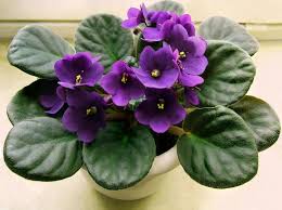 African Violets: How to Care for African Violets | The Old ...