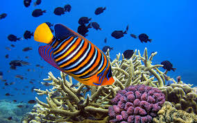 Image result for colourful fish