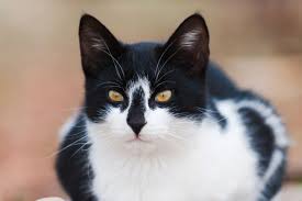 Ten Interesting Facts About Black and White Cats | Pets4Homes