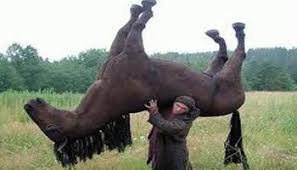 Man Carrying Horse | Funny animal memes, Horses, Funny