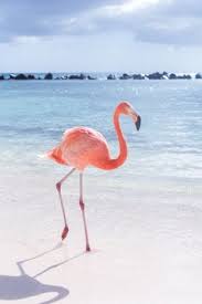 Attēlu rezultāti vaicājumam “Wanna see flamingo”