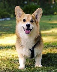 AttÄlu rezultÄti vaicÄjumam âcorgiâ