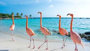 Flamingo pludmale, kur var sastapt graciozos putnus un atpūsties bez  bērniem - DELFI