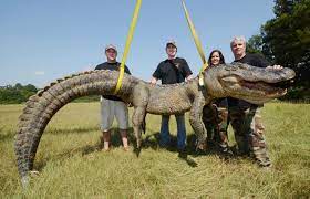 ASV noķer gigantisku aligatoru - Vakara Ziņas - nra.lv