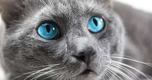 Cats With Blue Eyes