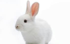 AttÄlu rezultÄti vaicÄjumam âbunnyâ