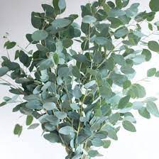eikalipts, eikalipta sēklas, Eucalyptus cinneraria Silver Dollar