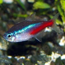 NEON TETRA Petbarn