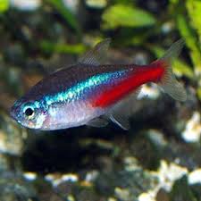 NEON TETRA Petbarn