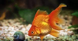 Septiņi fakti par zelta zivtiņām - DELFI
