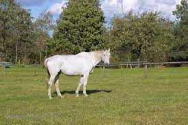 Balts zirgs - Zirga krāsa - redzet.eu