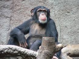 Šimpanzes — Vikipēdija