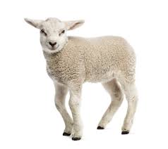 LAMB definition and meaning | Collins ...