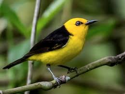 Black-and-yellow Tanager - Chrysothlypis chrysomelas - Birds of the World