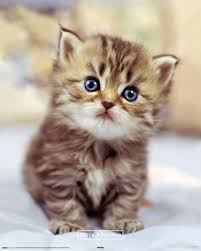KEITH KIMBERLIN - little kitten Poster | Sold at Europosters