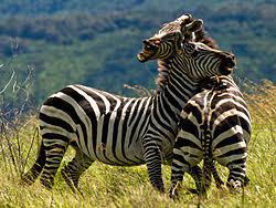 Līdzenumu zebra — Vikipēdija