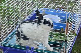 A Black An White Rabbit In A Cage Stock Photo, Picture And Royalty ...
