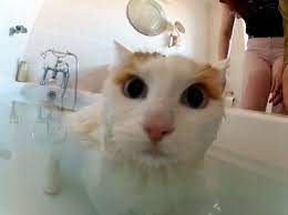 Ļoti neparasts kaķis, kuram patīk peldēties vannā - Skats.lv