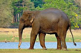 Āzijas zilonis - Wikiwand