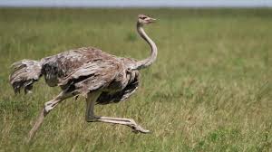 AttÄlu rezultÄti vaicÄjumam âostrichâ