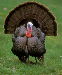 turkey - Wiktionary, the free dictionary
