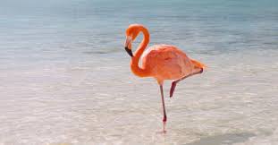 Kāpēc flamingo stāv uz vienas kājas? Zinātnieki netīšām atklāj atbildi -  Izklaides blogs Fenikss Fun