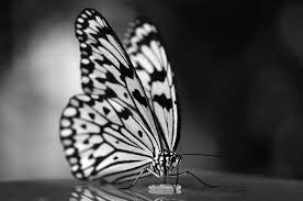 Black 'n white ricepaper butterfly | Rene Mensen | Flickr