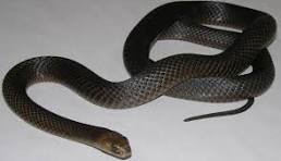 Dangerous Snakes of the Lakes Area and Fleurieu Peninsula ...