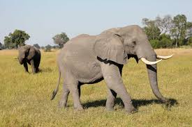 Botswana's Growing Elephant Population Creates Conflict with ...