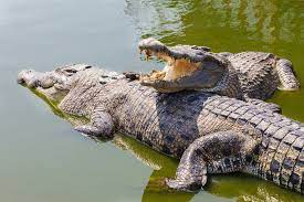 Crocodiles: Facts and photos of some of the toothiest reptiles | Live  Science