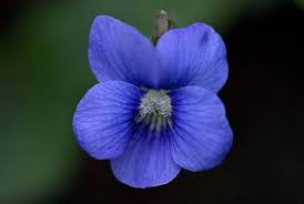Blue Violets For Sale Wholesale .79 - Buy Perennials Online