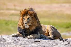 Lion - Wikipedia