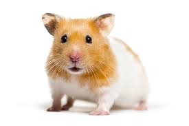 Syrian Hamster For Sale | Petco