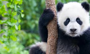 Giant Panda | Species | WWF