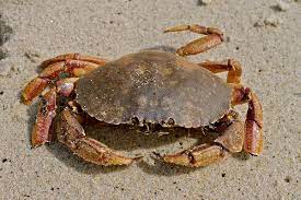Jonah crab - Wikipedia