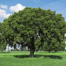 Image result for tree