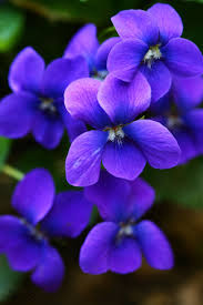 The scent of Maxine's violets stays with me... It must be the dry ...