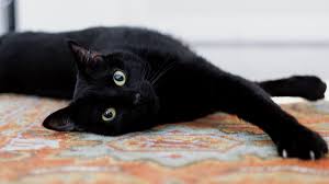 National Black Cat Appreciation Day Is ...