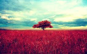 Image result for red grass